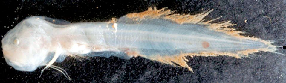 Barathronus multidens_02.jpg